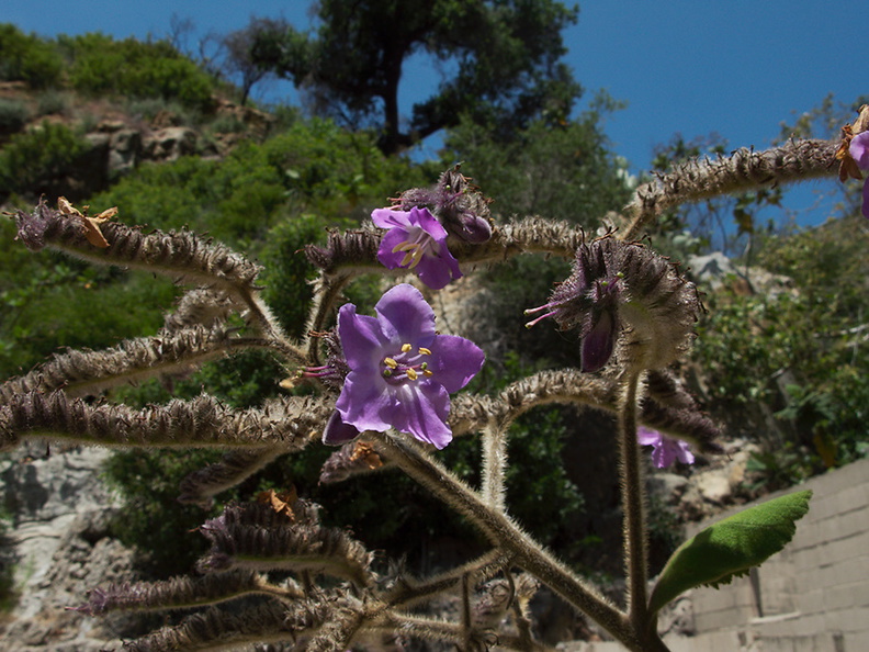 blue-flowered-tree-at-mansion-ruins-Boraginaceae-like-Cordia-Solstice-Canyon-2011-05-11-IMG_7792.jpg