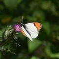 orange-tip-butterfly-Anthocharis-sara-sara-Solstice-Canyon-2011-05-11-IMG_7790.jpg