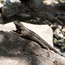 western-fence-lizard-Sceloporus-occidentalis-Solstice-Canyon-2011-05-11-IMG 7799