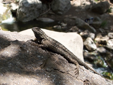 western-fence-lizard-Sceloporus-occidentalis-Solstice-Canyon-2011-05-11-IMG 7799