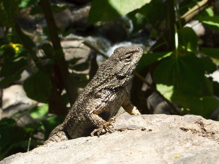 western-fence-lizard-Sceloporus-occidentalis-Solstice-Canyon-2011-05-11-IMG 7804