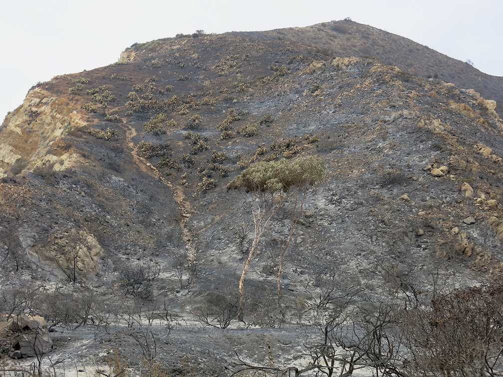 2013-05-04-Day3-Springs-Fire-burn-at-La-Jolla-Canyon-Pt-Mugu-IMG 0700