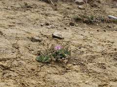 2013-05-09-Erodium-cicutarium-storksbill-blooming-Day5-after-Springs-Fire-Chumash-IMG 0758