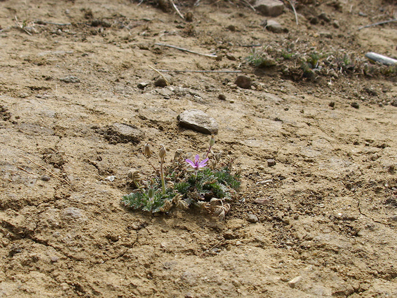 2013-05-09-Erodium-cicutarium-storksbill-blooming-Day5-after-Springs-Fire-Chumash-IMG_0758.jpg