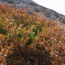 2013-05-09-Rhus-integrifolia-lemonadeberry-survivor-Springs-Fire-Chumash-IMG 0726