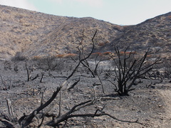 2013-05-09-strongly-burned-areas-Springs-Fire-Chumash-IMG 0736