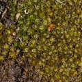 2013-05-23-Springs-Fire-green-moss-CSU_Channel-Islands-IMG_7782.jpg