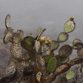 2013-07-29-Opuntia-prickly-pear-flowering-Chumash-IMG 2910