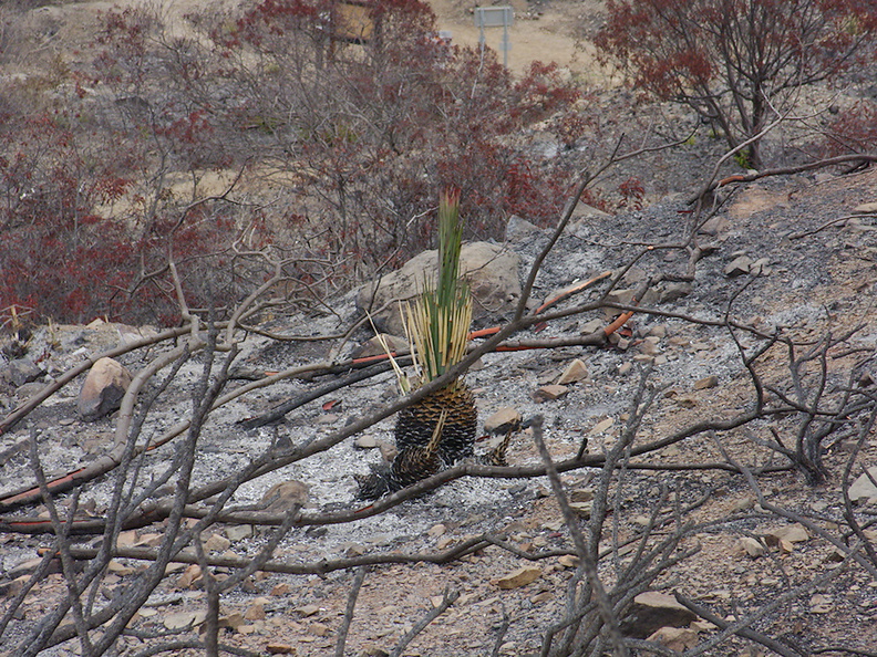 2013-07-29-Yucca-whipplei-starting-inflorescence-Chumash-IMG_2914.jpg