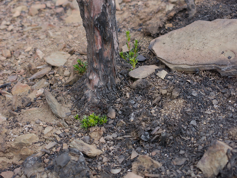 2013-08-04-Adenostoma-fasciculatum-chamise-first-stump-sprouts-Chumash-IMG 2921
