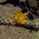 2013-08-21-Opuntia-prickly-pear-flowering-with-bee-Chumash-IMG 2930