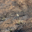 2013-09-05-Yucca-whipplei-flowering-Chumash-IMG 2933