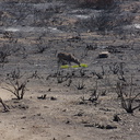 2013-09-13-mule-deer-browsing-on-stump-sprouts-Chumash-IMG 2945