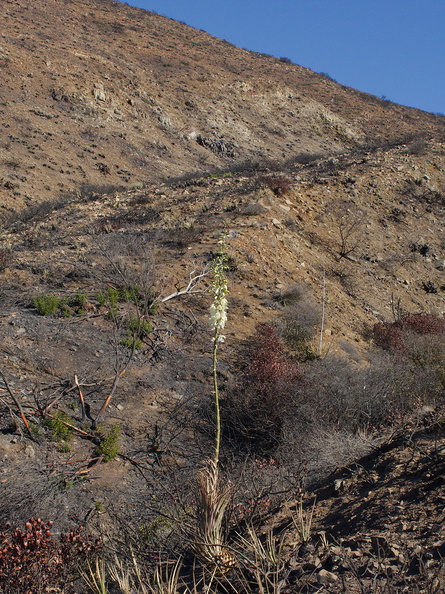 2013-11-14-Yucca-whipplei-flowering-Chumash-IMG_3048.jpg