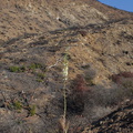 2013-11-14-Yucca-whipplei-flowering-Chumash-IMG_3048.jpg