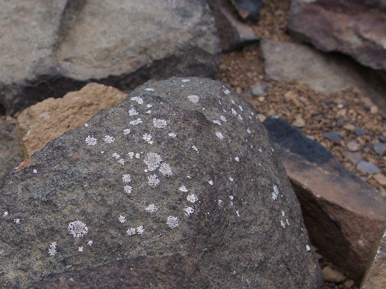 2013-11-29-new-lichens-on-rocks-Chumash-IMG_3076.jpg