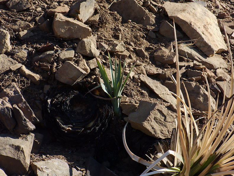 2013-12-24-Yucca-whipplei-side-sprout-on-burned-plant-Chumash-IMG_3109.jpg