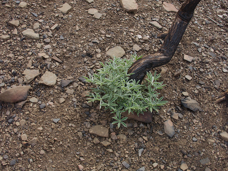 2014-01-08-Lupinus-arboreus-bush-lupine-stump-sprouting-Chumash-IMG_3120.jpg