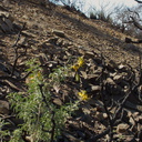 2014-02-25-Isomeris-arborea-bladderpod-blooming-Chumash-Trail-IMG 3209