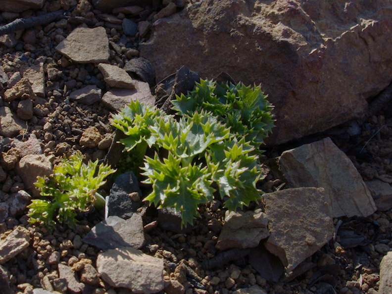 2014-02-25-Marah-macrocarpus-cucamonga-manroot-Chumash-Trail-IMG_3206.jpg