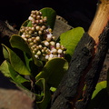 2014-02-25-Rhus-integrifolia-lemonadeberry-stump-sprout-blooming-Chumash-Trail-IMG_3220.jpg