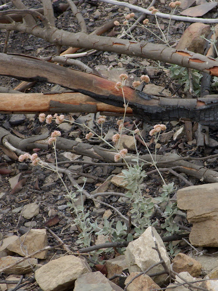 2014-02-27-Eriogonum-cinereum-ashy-leaved-buckwheat-flowering-Chumash-Trail-IMG_3293.jpg