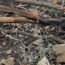 2014-02-27-Eriogonum-cinereum-ashy-leaved-buckwheat-flowering-Chumash-Trail-IMG 3293