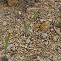 2014-02-27-monocot-prob-Dichelostemma-capitatum-wild-hyacinth-sprouting-Chumash-Trail-IMG_3285.jpg