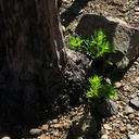 2014-03-11-Adenostoma-fasciculatum-chamise-stump-sprouting-after-rain-Chumash-Trail-IMG 3334