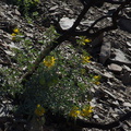 2014-03-11-Isomeris-arborea-bladderpod-flowering-Chumash-Trail-IMG_3329.jpg