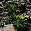 2014-03-11-Lomatium-lucidum-flowering-Chumash-Trail-IMG 3339