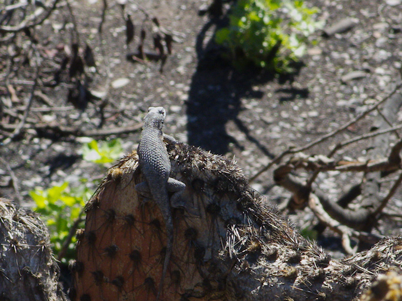 2014-03-11-Western-fence-lizard-on-coast-prickly-pear-Opuntia-littoralis-Chumash-Trail-IMG_3359.jpg