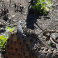 2014-03-11-Western-fence-lizard-on-coast-prickly-pear-Opuntia-littoralis-Chumash-Trail-IMG_3359.jpg