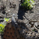 2014-03-11-Western-fence-lizard-on-coast-prickly-pear-Opuntia-littoralis-Chumash-Trail-IMG 3359