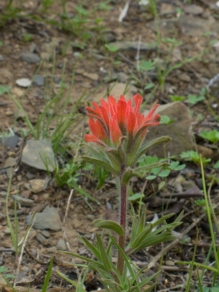 2014-03-25-Castilleja-affinis-Indian-paintbrush-blooming-Chumash-Trail-IMG_3394.jpg