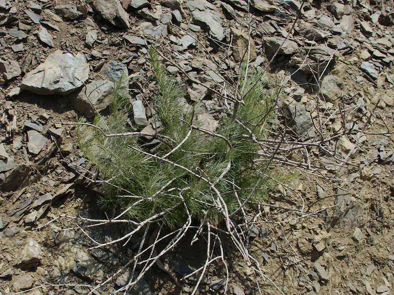 Artemisia-californica-coast-sagebrush-stump-sprouting-Pt-Mugu-2014-05-19-IMG_3771.jpg