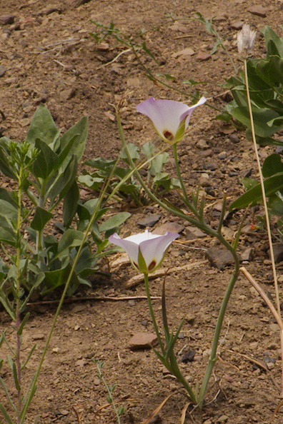 Calochortus-catalinae-mariposa-lily-Pt-Mugu-2014-05-19-IMG_3651.jpg