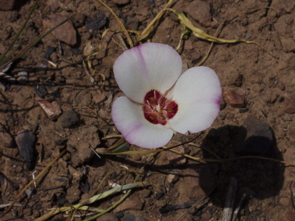 Calochortus-catalinae-mariposa-lily-Pt-Mugu-2014-05-19-IMG 3714
