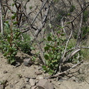 Cercocarpus-stump-sprouts-Pt-Mugu-2014-05-19-IMG 3809
