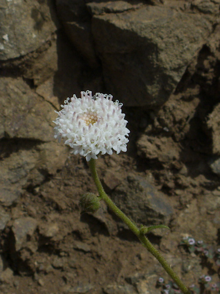 Chaenactis-artemisifolia-white-pincushion-Pt-Mugu-2014-05-19-IMG_3669.jpg