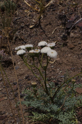 Chaenactis-artemisifolia-white-pincushion-Pt-Mugu-2014-05-19-IMG 3678