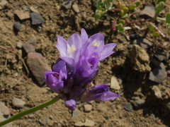 Dichelostemma-capitatum-wild-hyacinth-Pt-Mugu-2014-05-19-IMG 3788