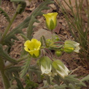 Emmenanthe-penduliflora-whispering-bells-Pt-Mugu-2014-05-19-IMG 3641