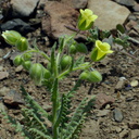 Emmenanthe-penduliflora-whispering-bells-Pt-Mugu-2014-05-19-IMG 3755
