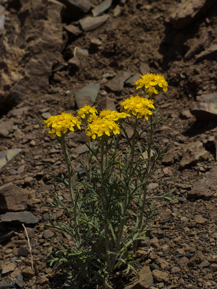 Eriophyllum-confertiflorum-golden-yarrow-Pt-Mugu-2014-05-19-IMG_3829.jpg