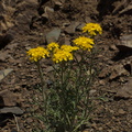 Eriophyllum-confertiflorum-golden-yarrow-Pt-Mugu-2014-05-19-IMG 3829