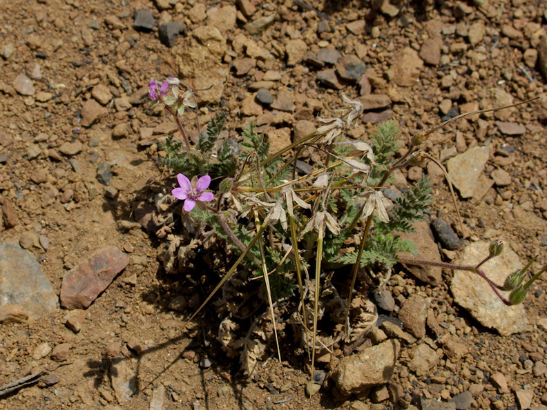 Erodium-cicutarium-redstem-filaree-invasive-weed-Pt-Mugu-2014-05-19-IMG_3764.jpg