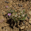 Erodium-cicutarium-redstem-filaree-invasive-weed-Pt-Mugu-2014-05-19-IMG 3764