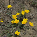Eschscholtzia-californica-poppy-Pt-Mugu-2014-05-19-IMG 3668