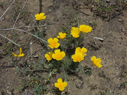 Eschscholtzia-californica-poppy-Pt-Mugu-2014-05-19-IMG 3668
